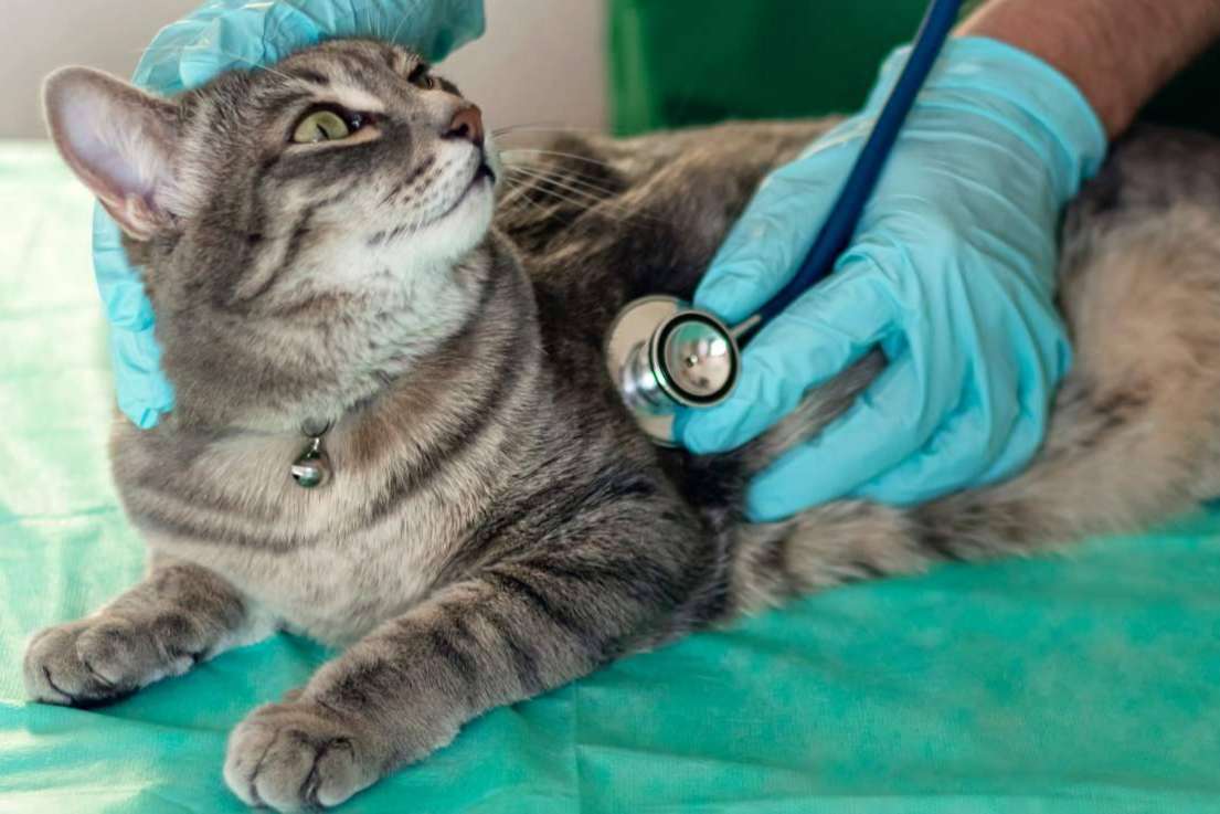 1 Click Vet y la importancia de tener un veterinario de urgencias de confianza 24h y a domicilio