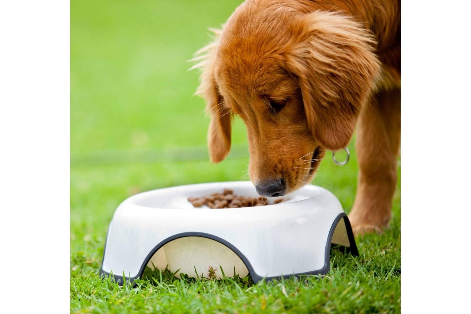 Zalavet explica la importancia de cuidar la alimentación de las mascotas