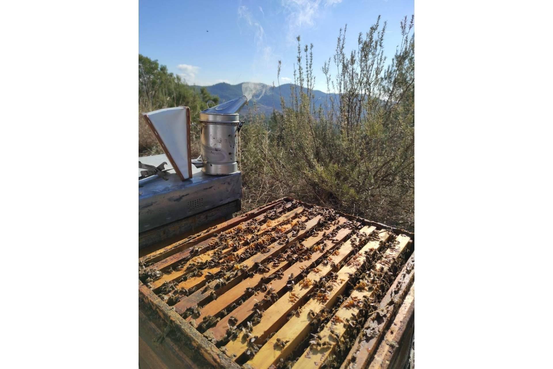 Miel y Sabor respeta a las abejas, un animal imprescindible en el mundo