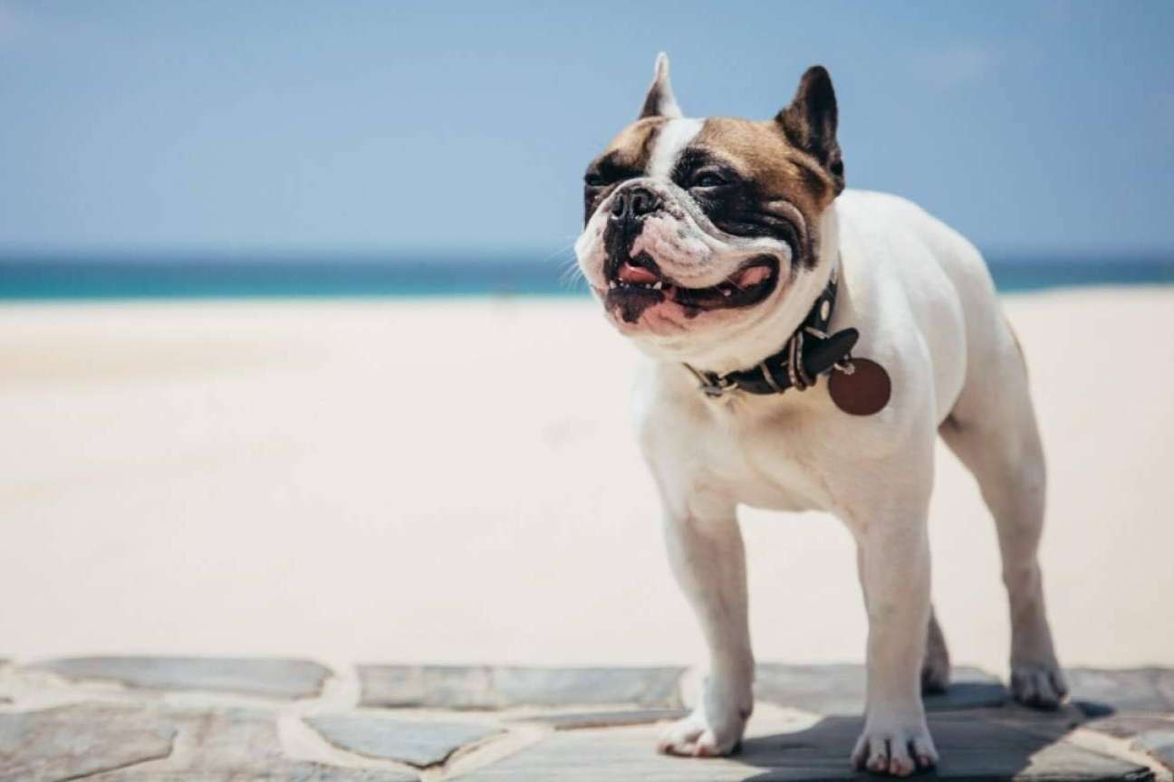 CRU, alimentación saludable para perros y gatos