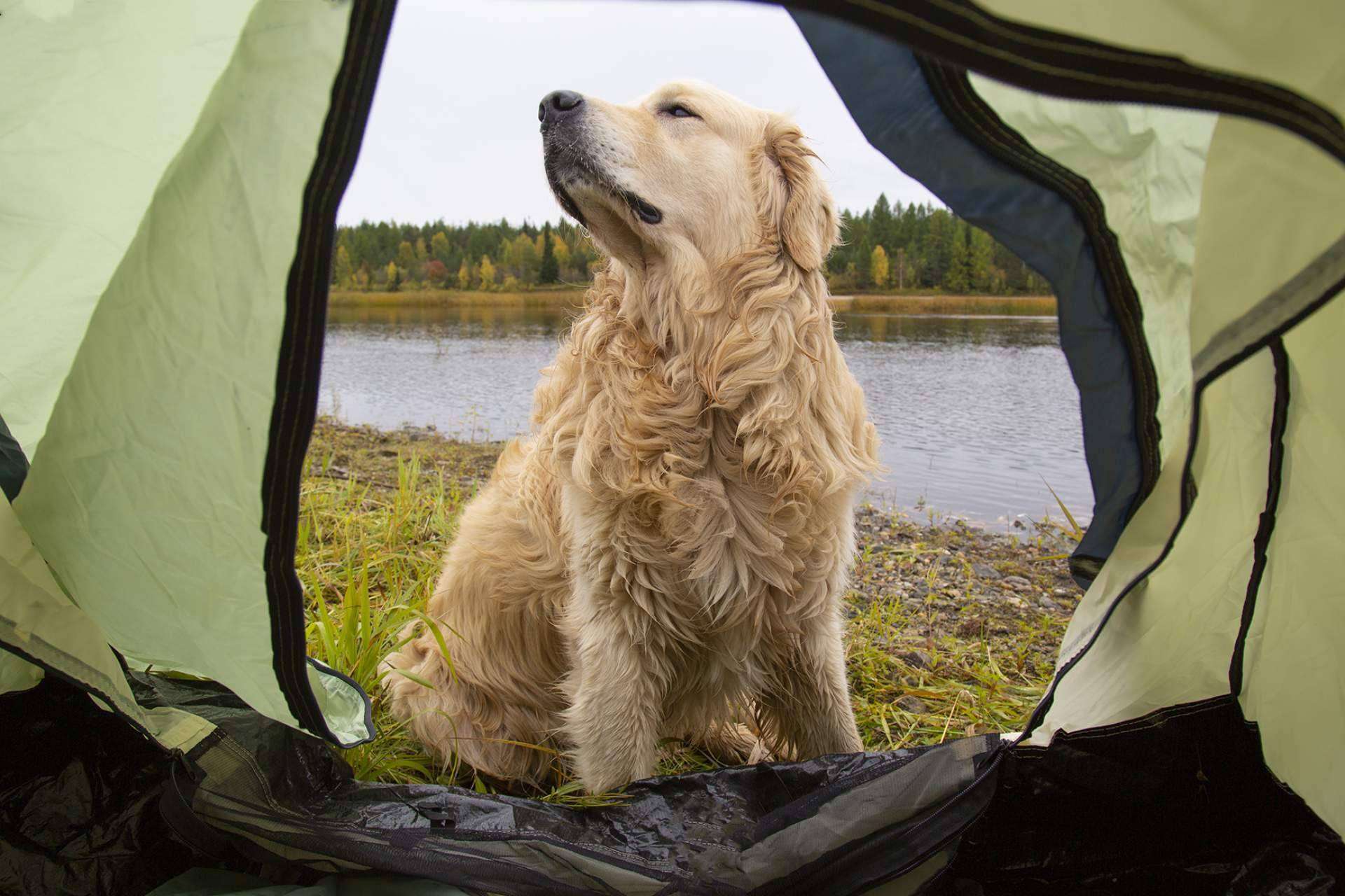 Un producto especial para las articulaciones de perros, Mooiza flex