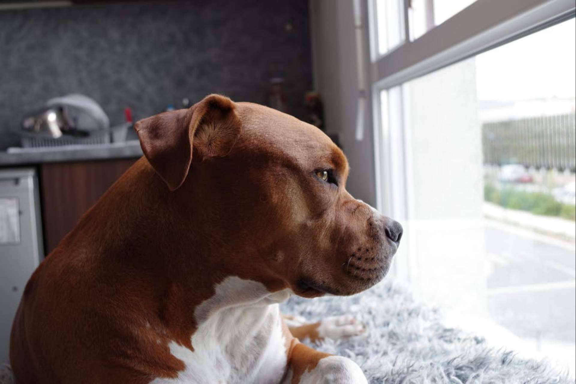 Suplementos naturales como aliado para el buen cuidado de la salud canina