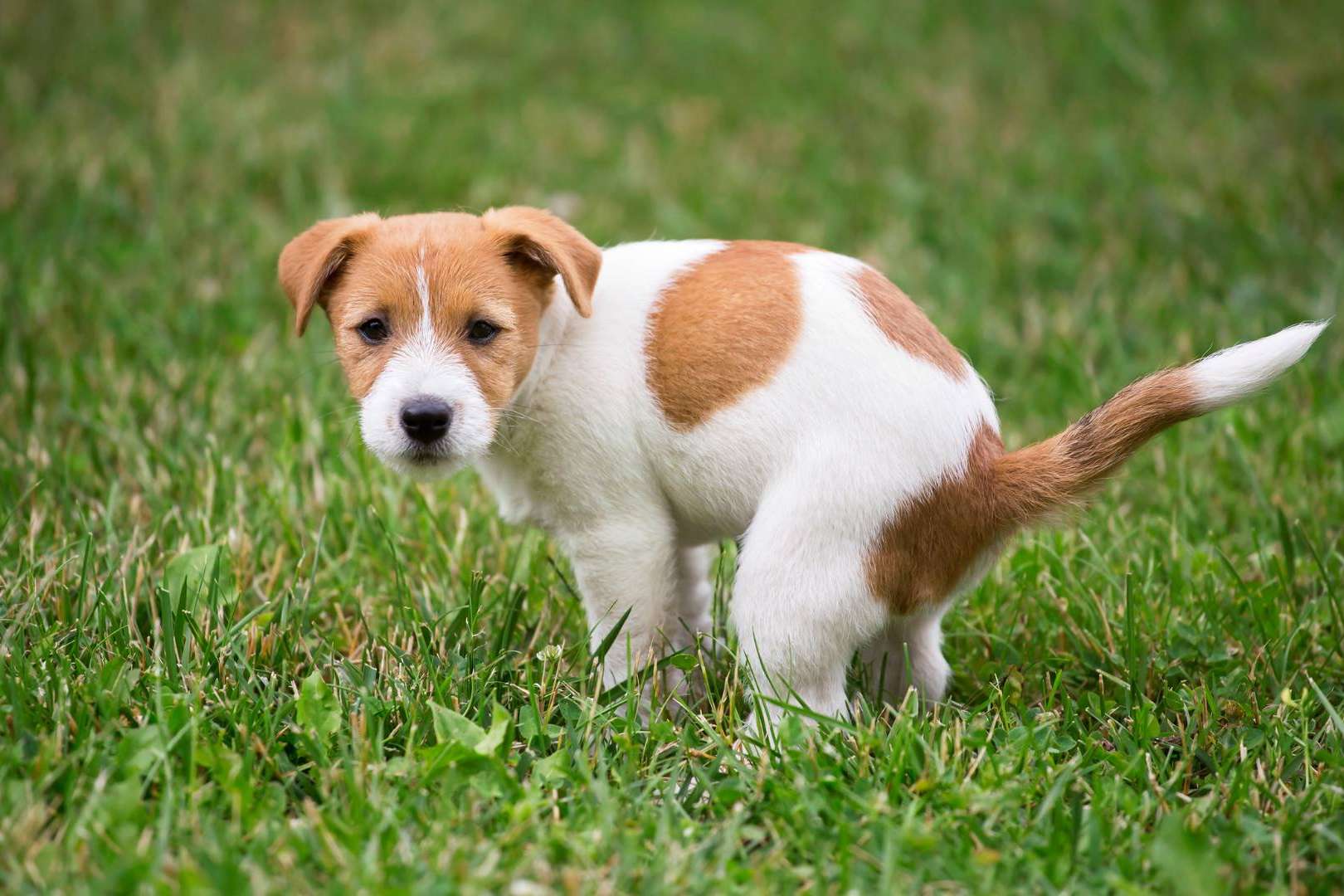 Censo canino y control de heces mediante el ADN canino