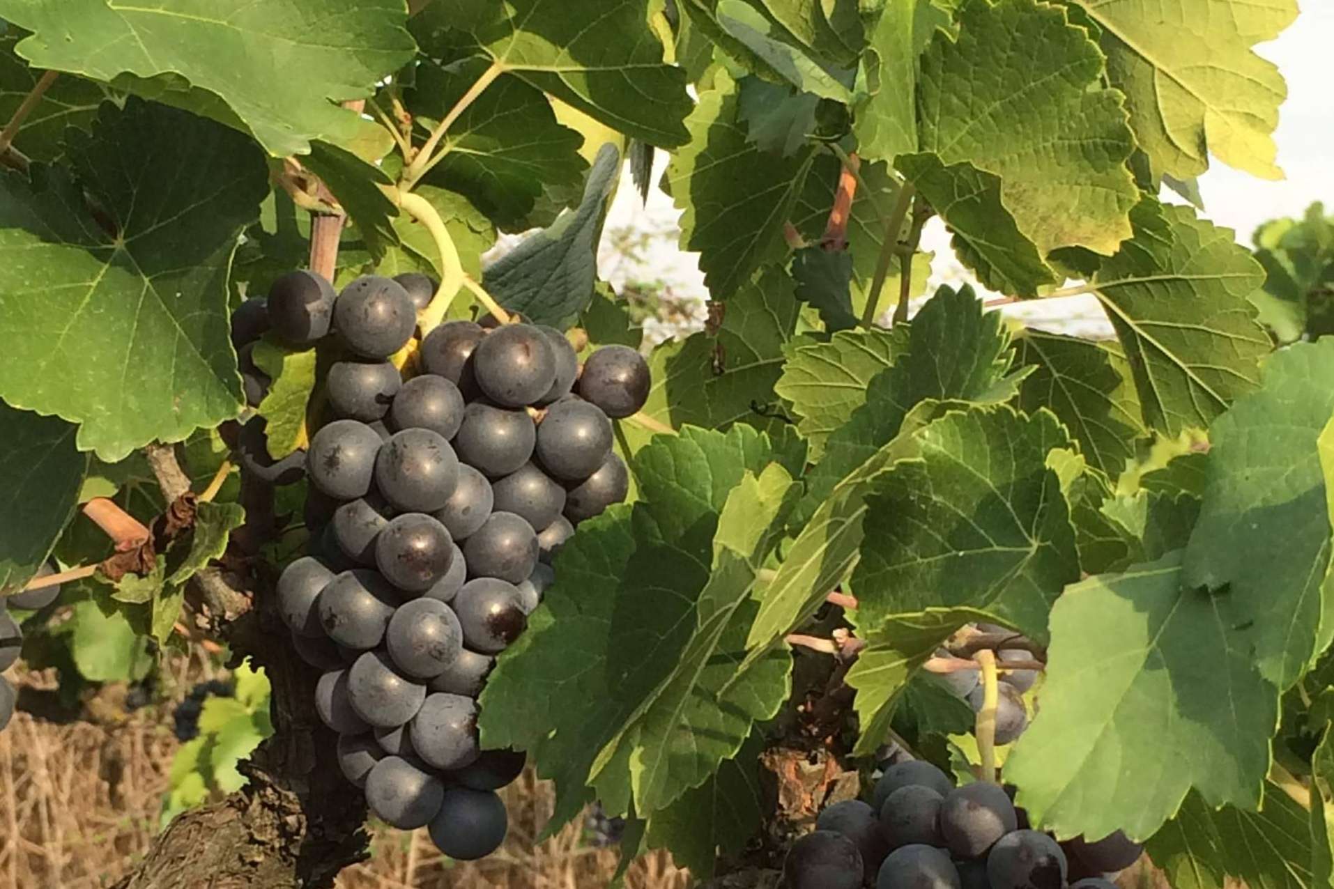 El emprendimiento español que ha revolucionado el mundo vinícola, 3.10 Celler