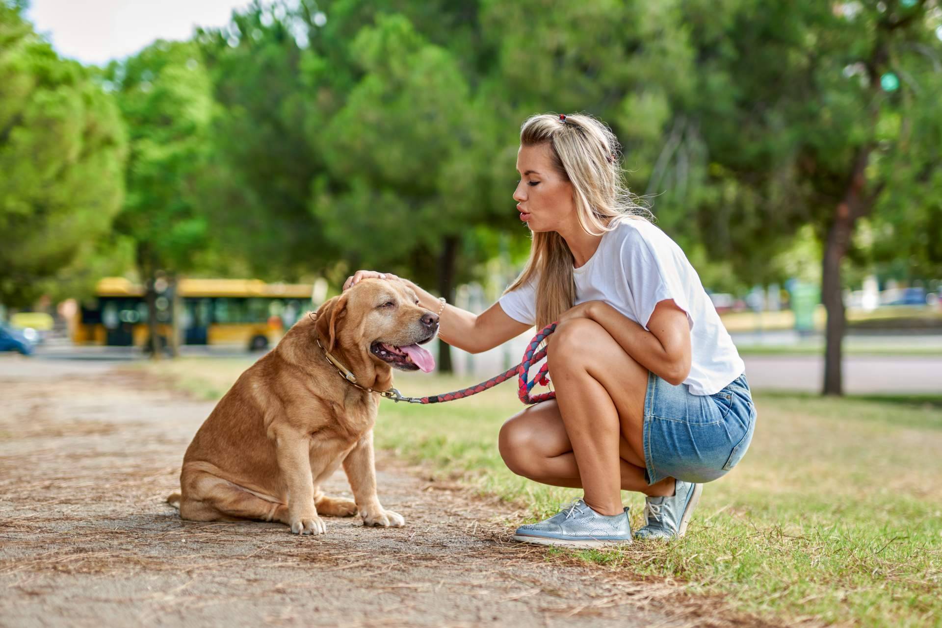 Ventajas de la adopción de perros mayores
