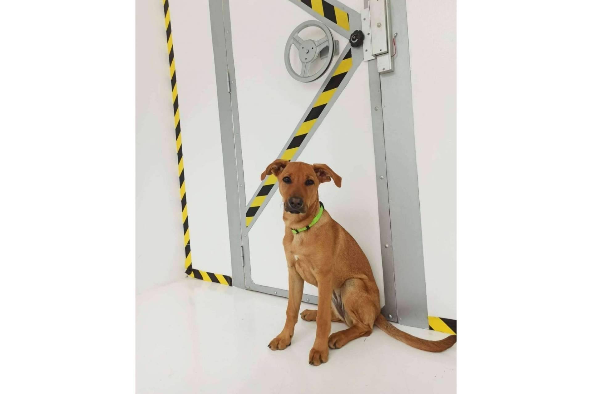 Disfrutar con perros en Cronologic, un escape room dogfriendly en Barcelona