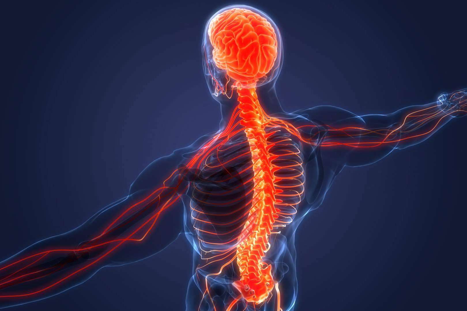 Centre Chiropractic Dr. Marc Bony y la importancia del sistema nervioso