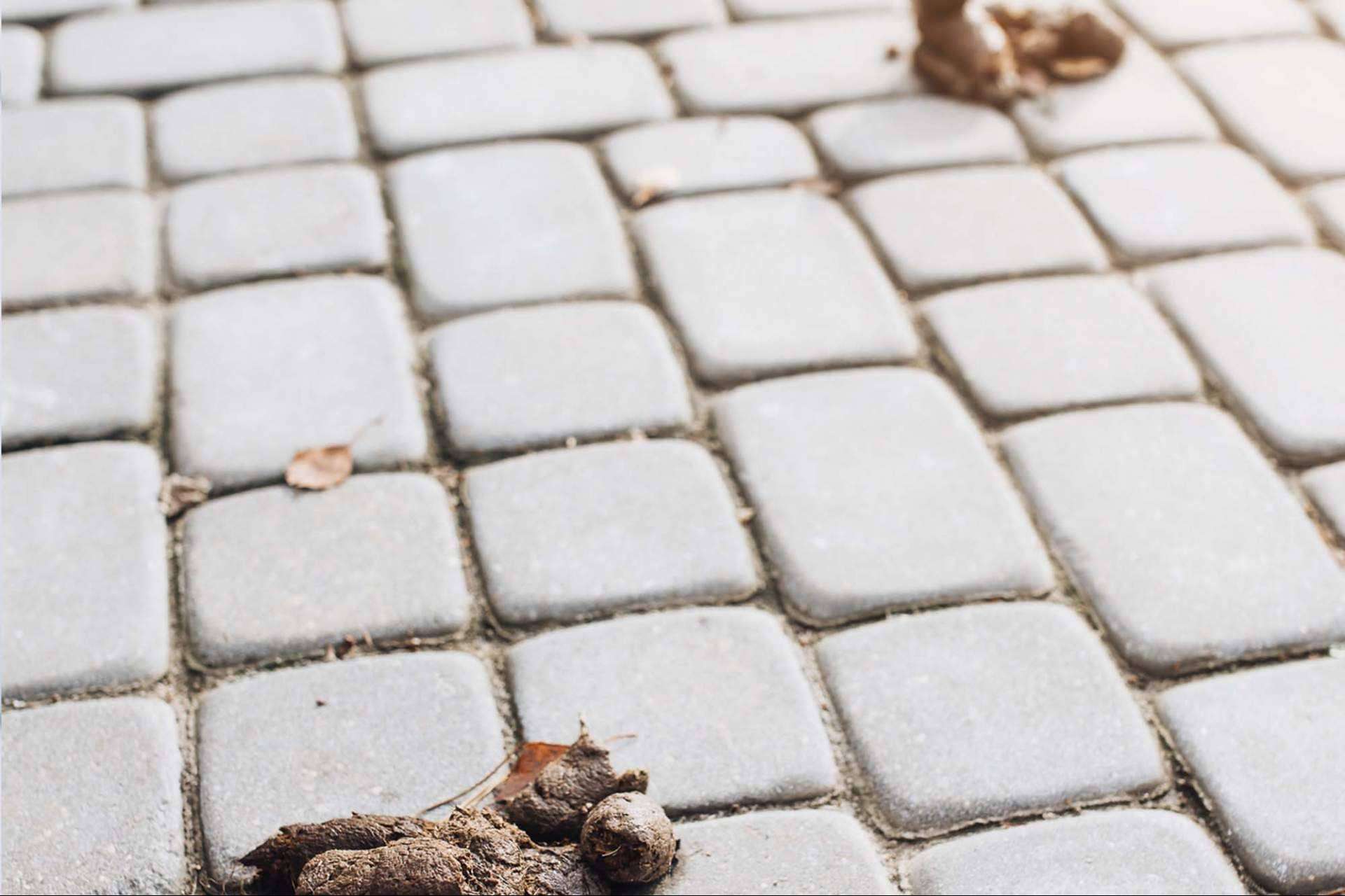 Razones para realizar un censo canino y control de heces en las localidades
