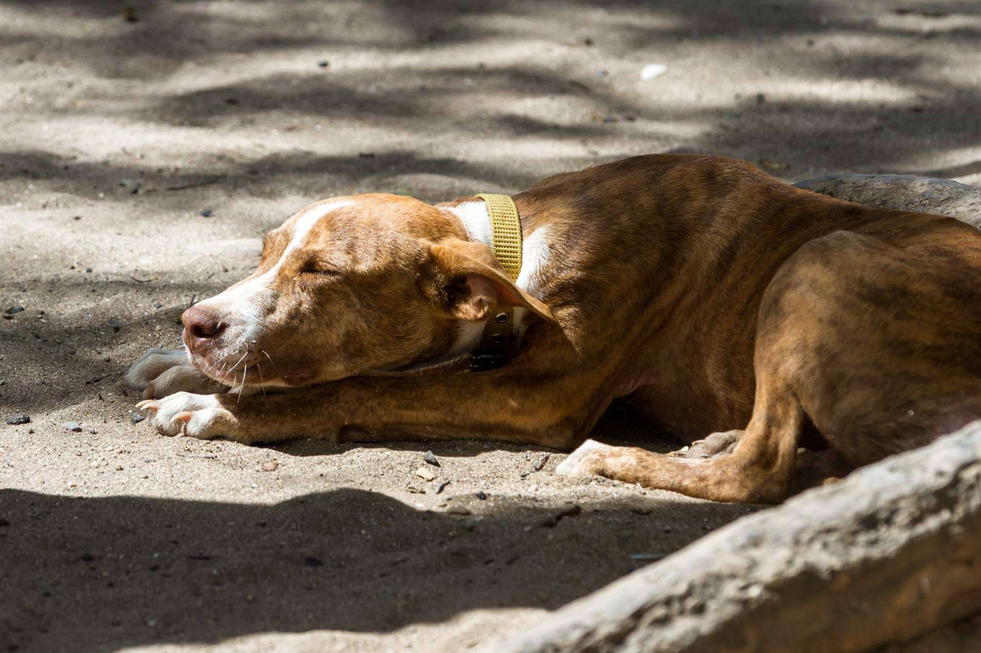 Los perros invisibles también necesitan una casa