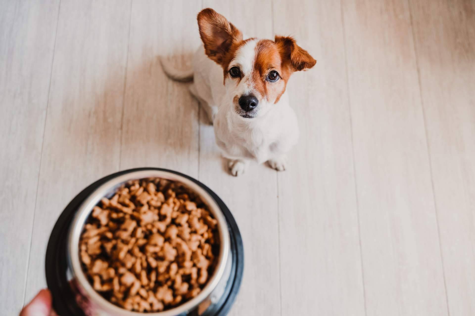 Pelu2paradise ofrece alimentación y snacks de origen natural para mascotas
