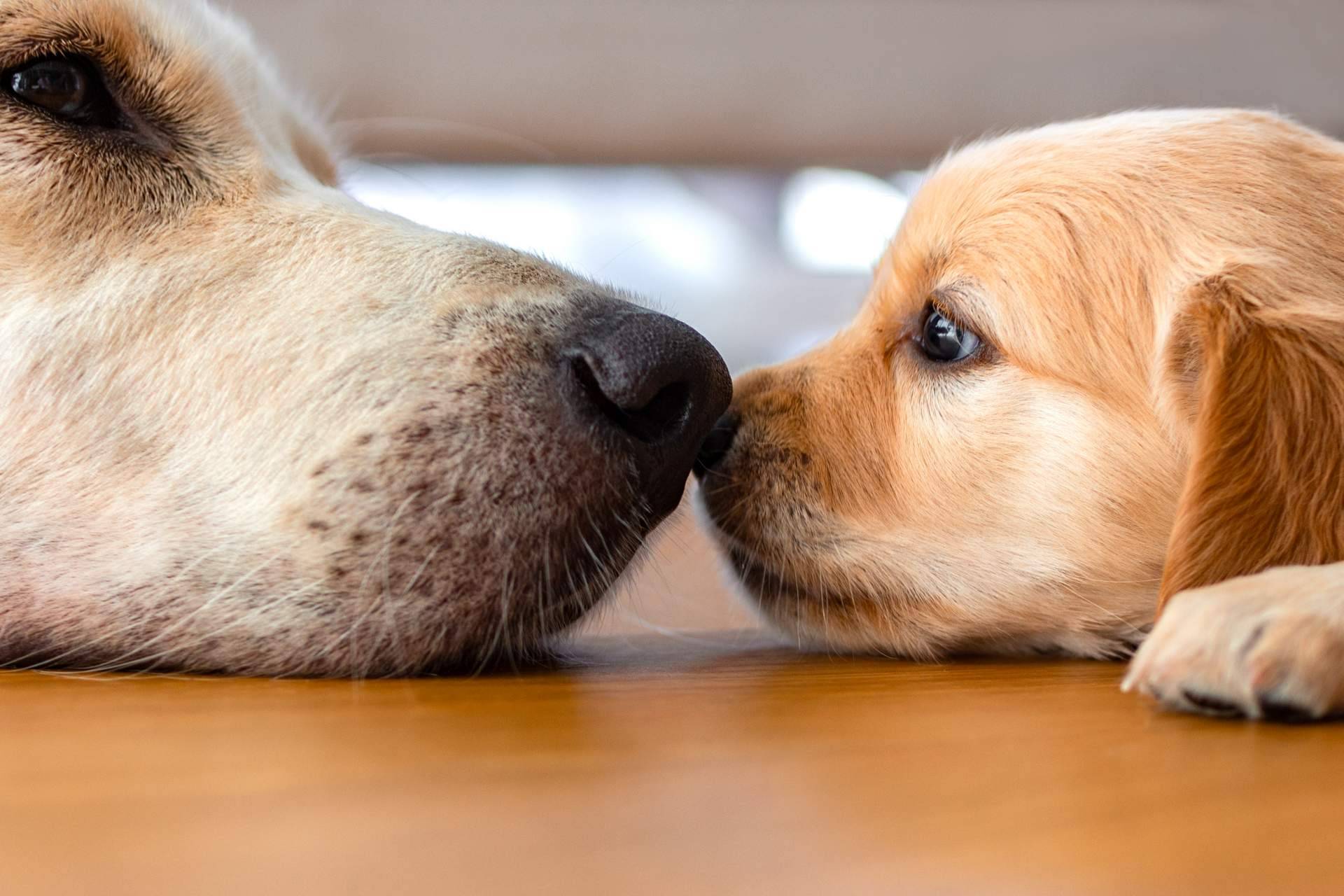 ¿Cómo elegir la raza de cachorro perfecta?, por la tienda 101 Cachorros