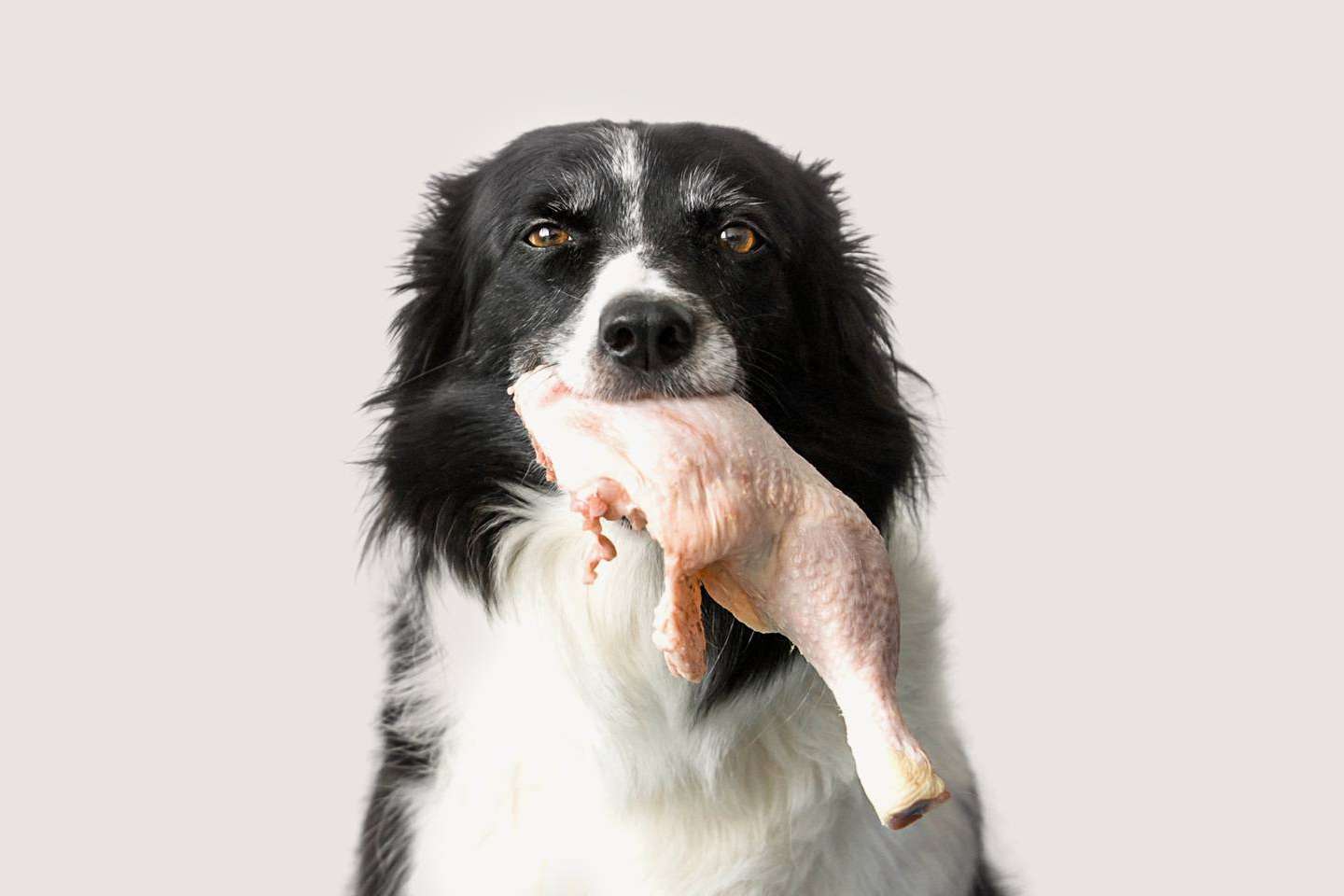¿Qué beneficios tiene la dieta BARF para los perros?