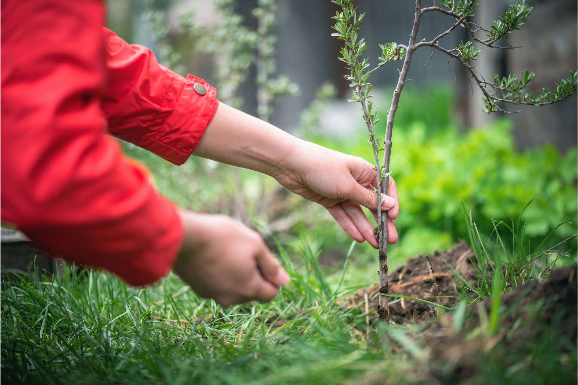 Apadrinar un árbol, la iniciativa que se une a la colaboración con las víctimas de la guerra Ucrania, mediante el cuidado del medioambiente