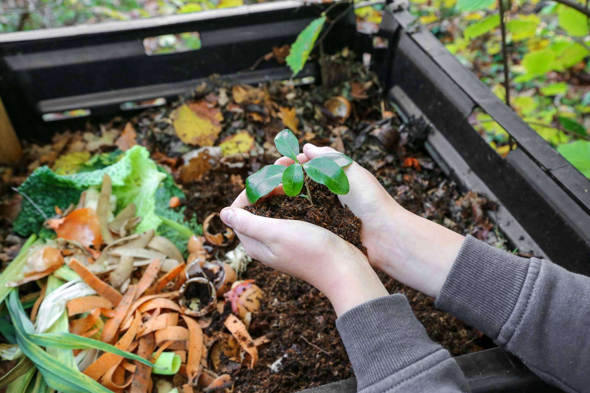 ¿Cómo ayudar al medioambiente desde el jardín del hogar?