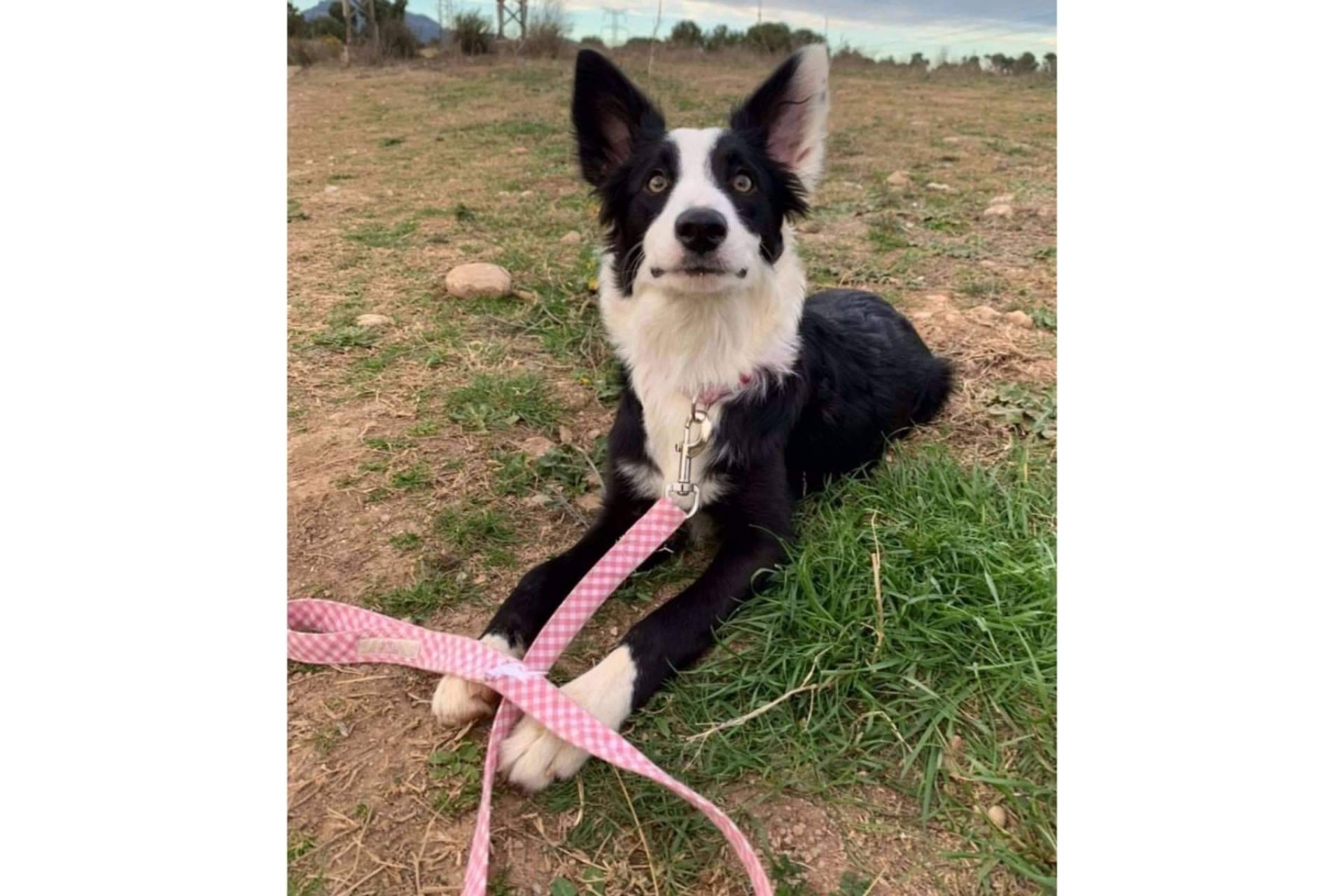 La nueva tendencia de los complementos para mascotas, de la mano de la tienda online Izaladog