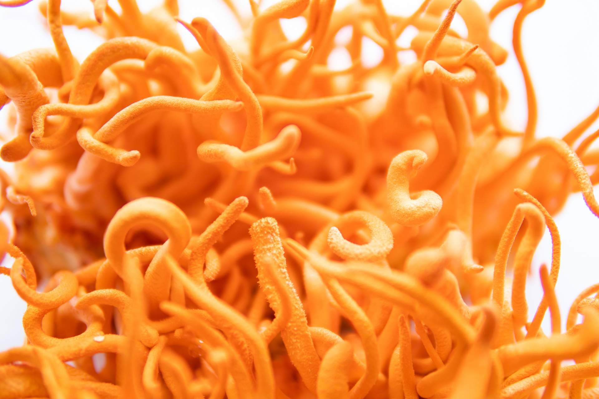 La Tienda de Cristóbal, sobre el Hongo Cordyceps