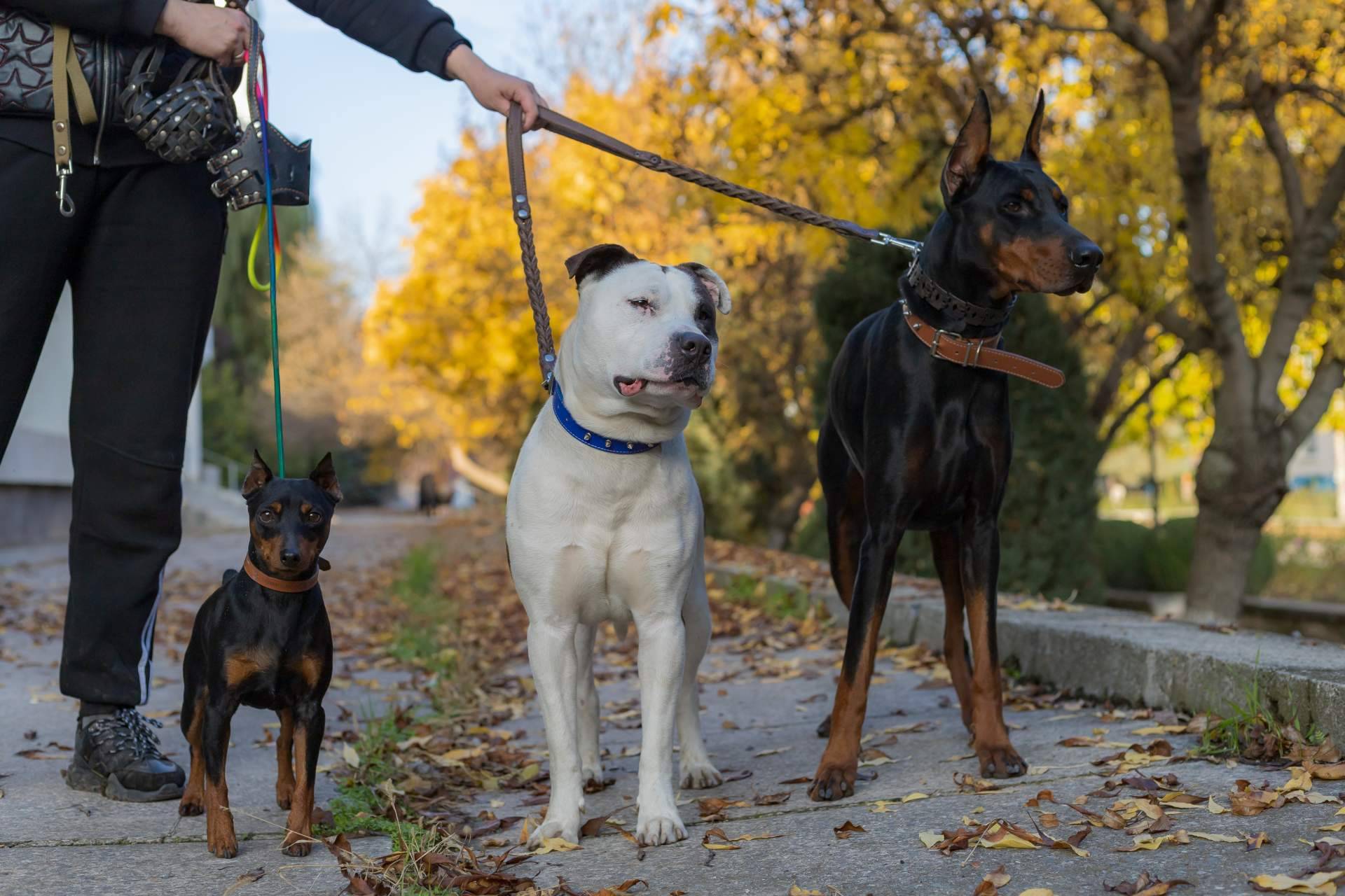 Conocer la verdad sobre los perros potencialmente peligrosos
