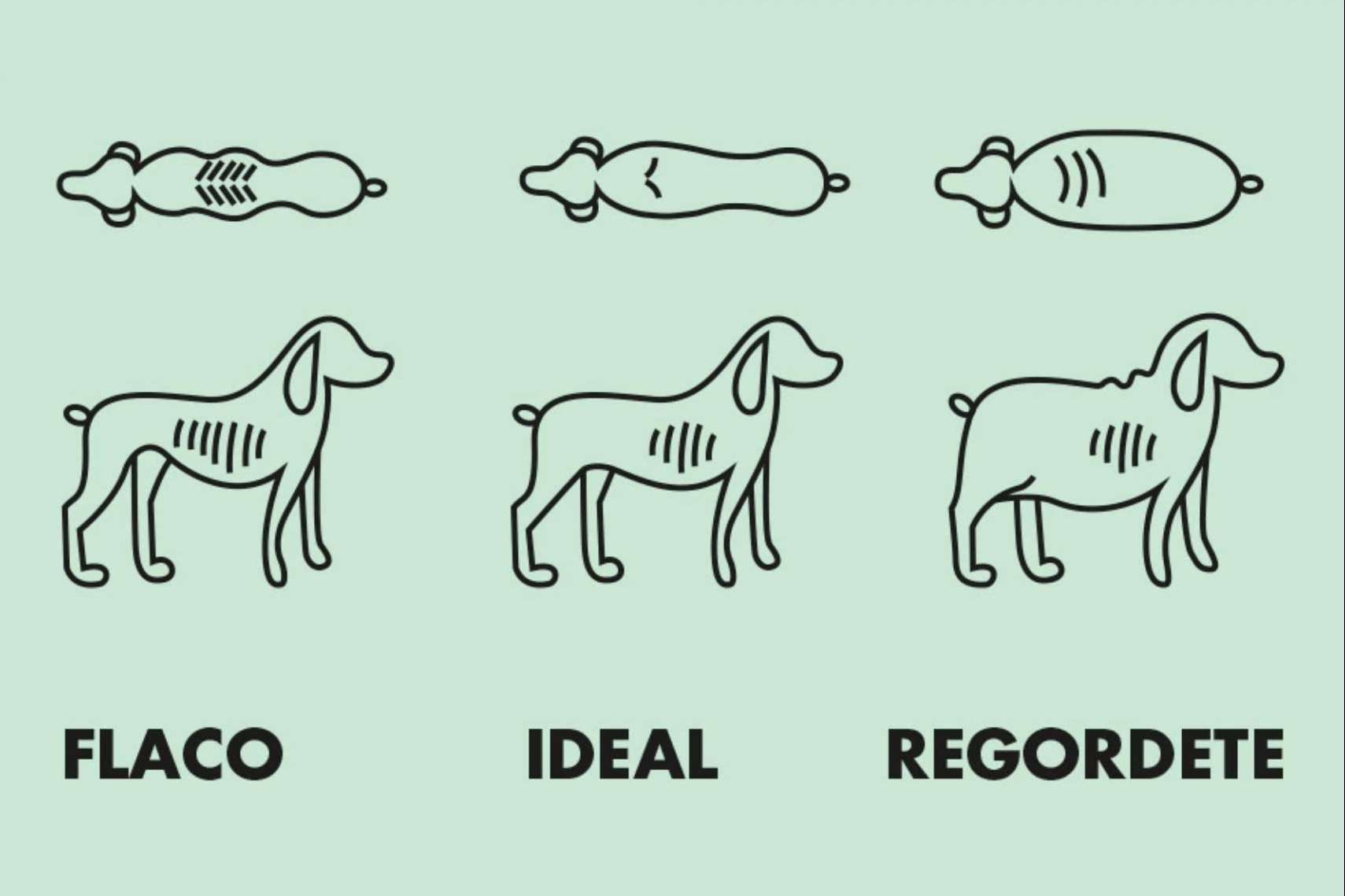 Controlar y prevenir la obesidad en perros, con CRU