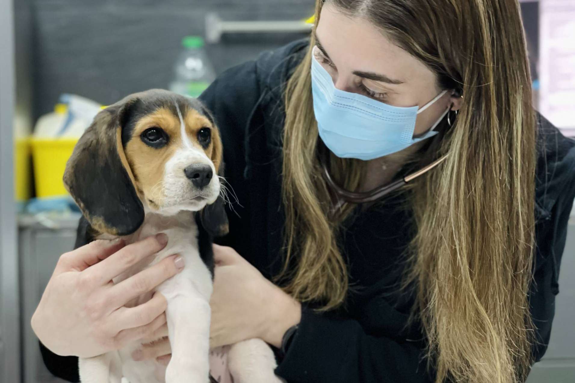 La creciente tasa de abandono de animales hace que el Hospital Veterinario El Bosque tome medidas para fomentar la tenencia responsable