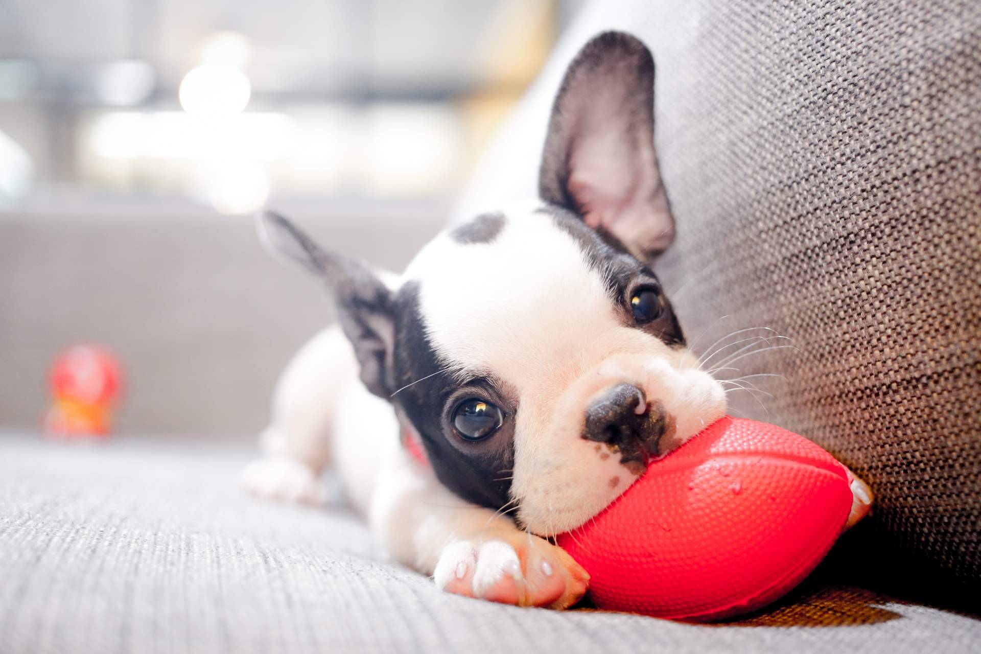 La importancia de adquirir un cachorro sano es responsabilidad de las personas, por Tienda Cachorro