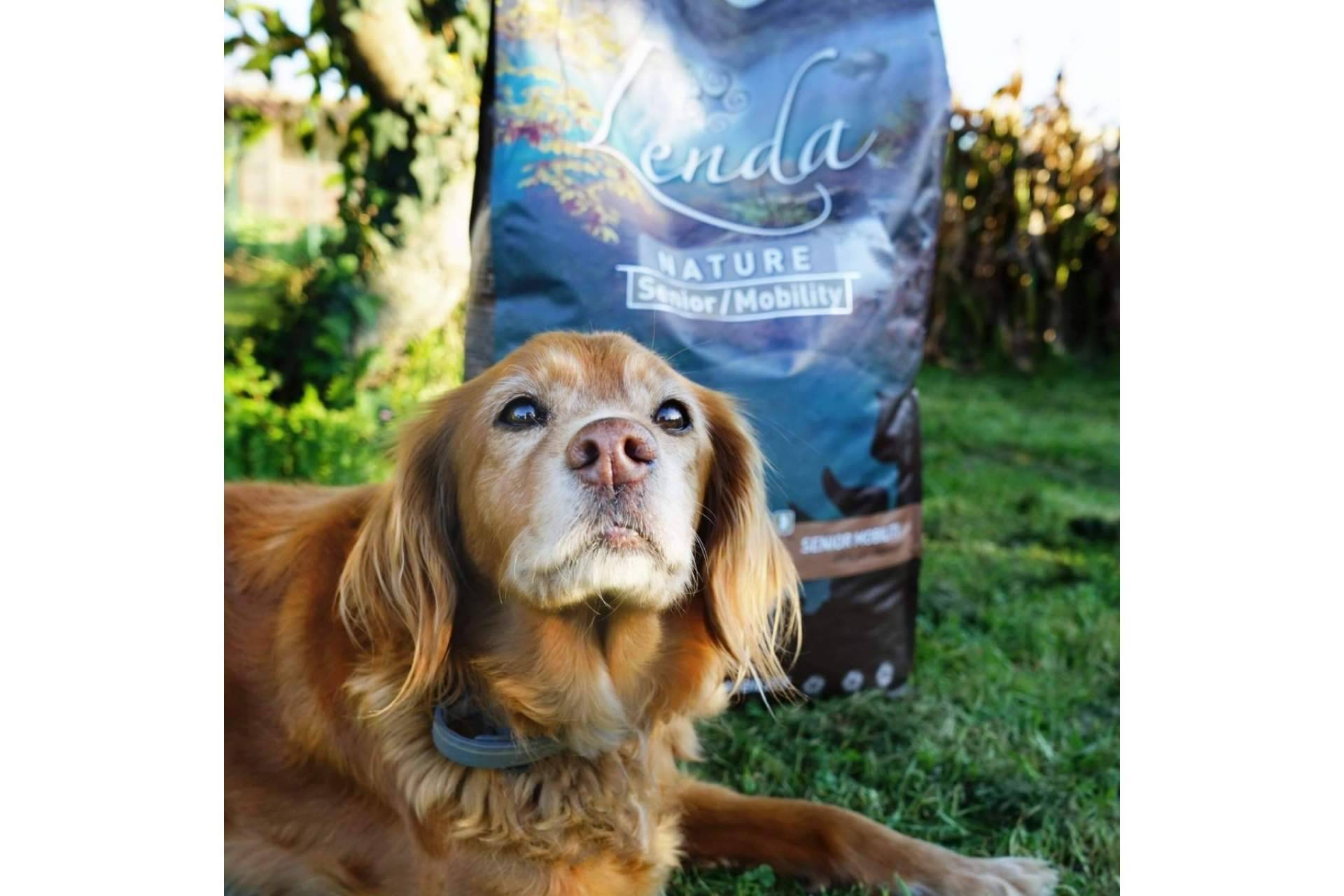¿Cómo influye la dieta alimenticia en la salud de los perros?