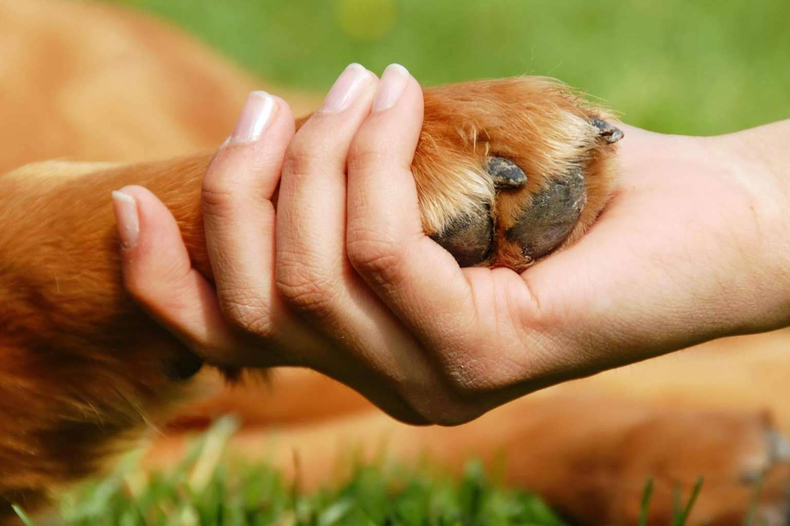 La parafarmacia de Lucas & Lola comercializa vitaminas para perros
