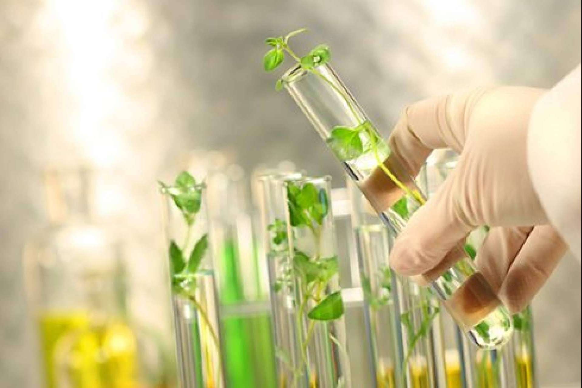 Soria Natural México y sus medicamentos herbolarios
