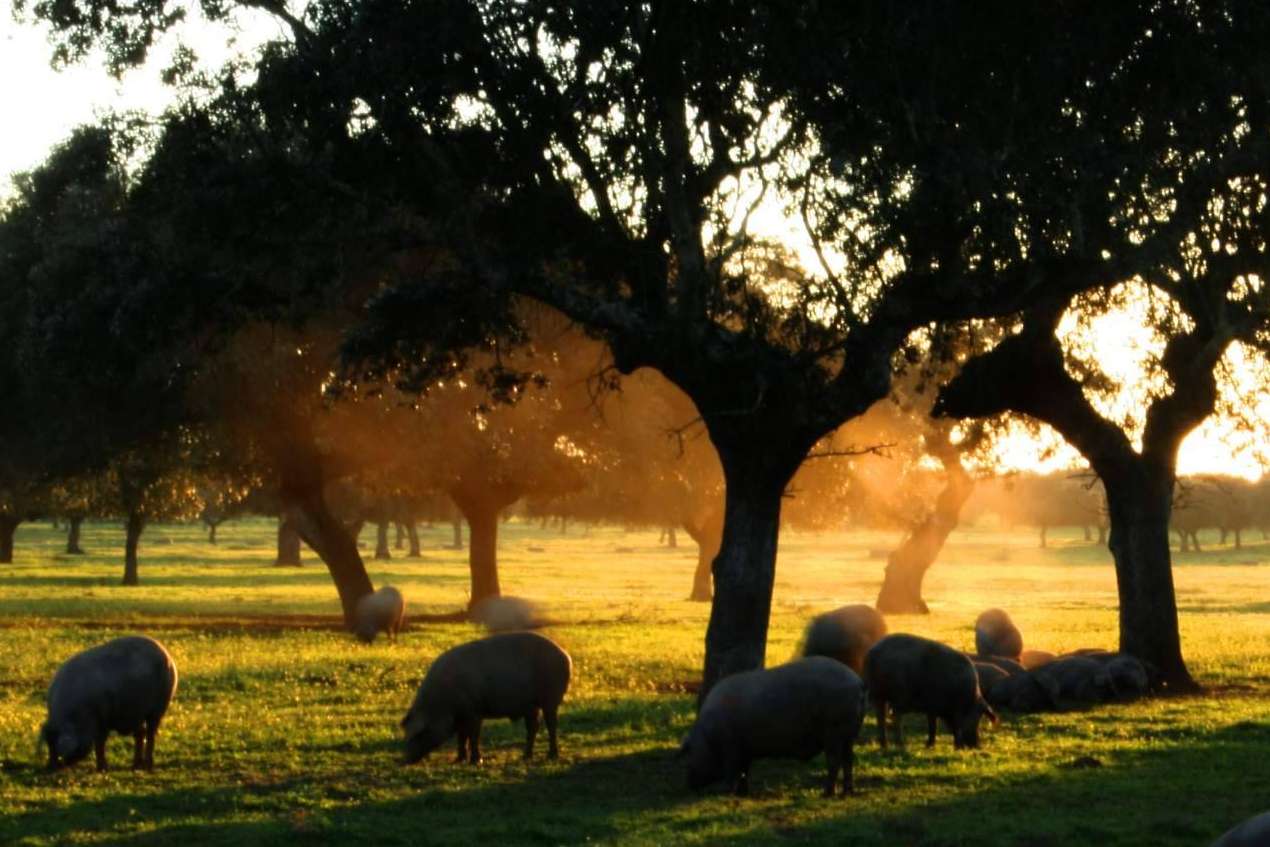 Estas son las claves para diferenciar el cerdo ibérico del cerdo ibérico de bellota