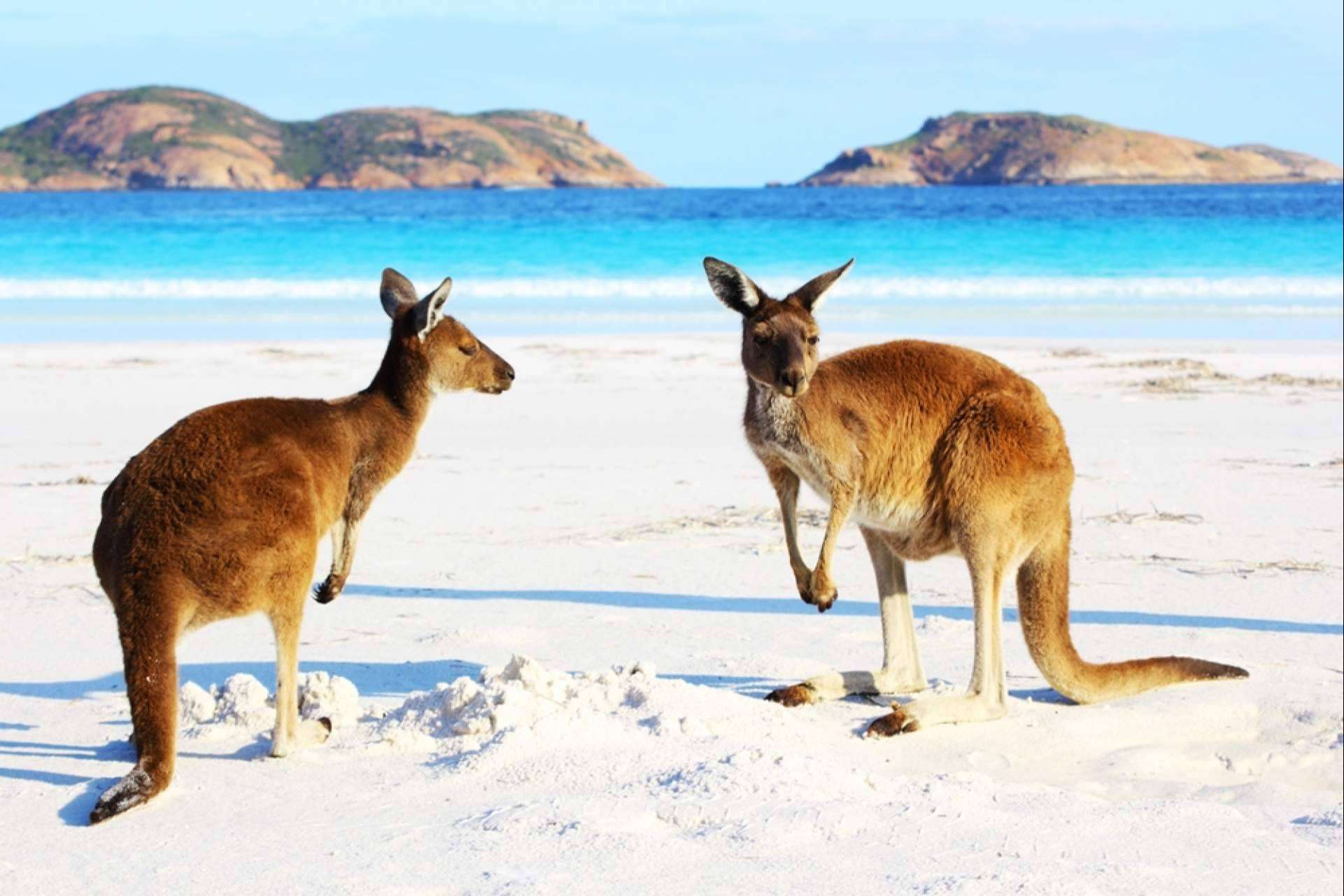 El asesoramiento para becas, másteres y grados en Australia de Australia Study España
