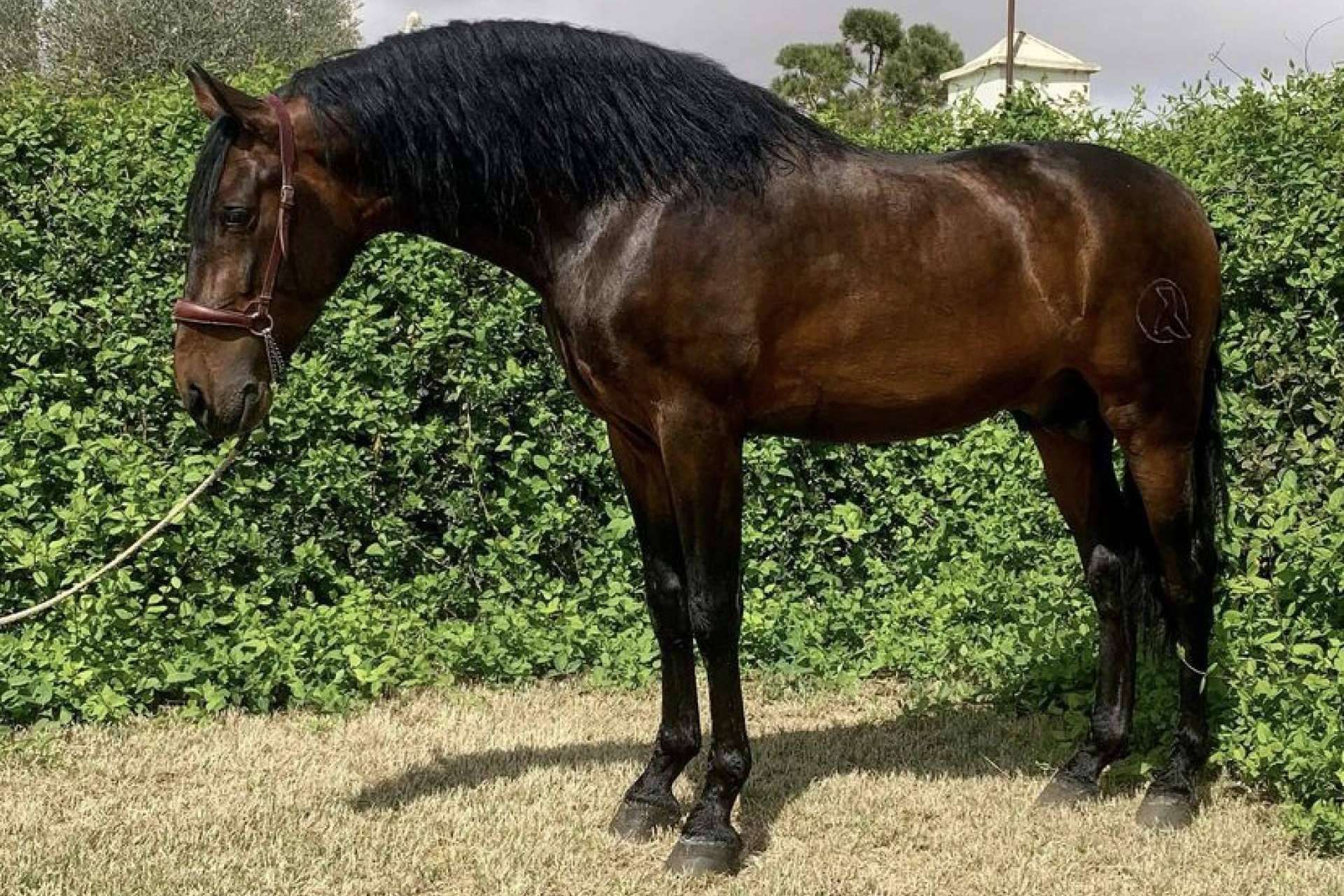 Yeguada La Pajarita pone a la venta caballos sementales de pura raza española