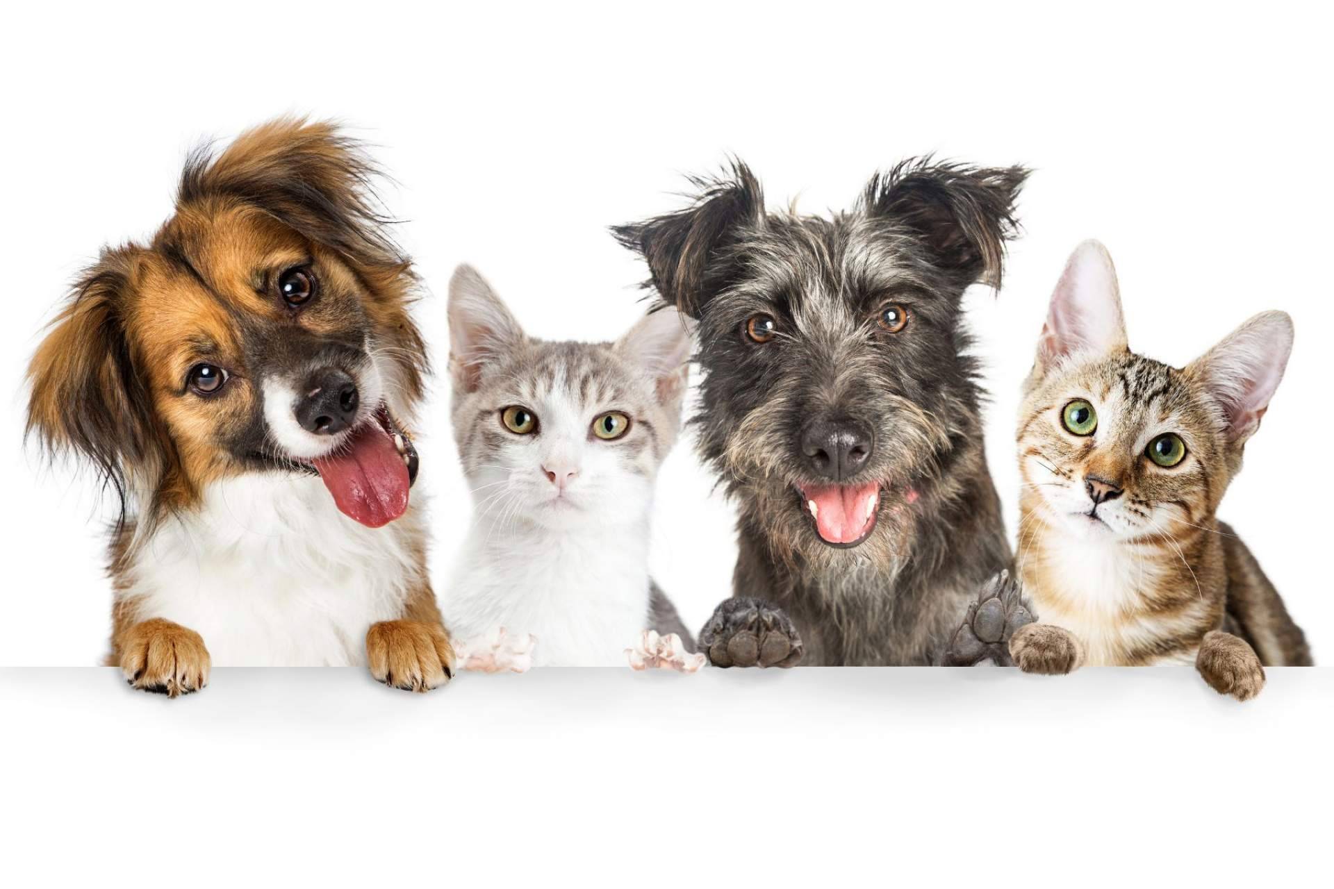 Pixi Mascotas una opción para comprar comida para mascotas