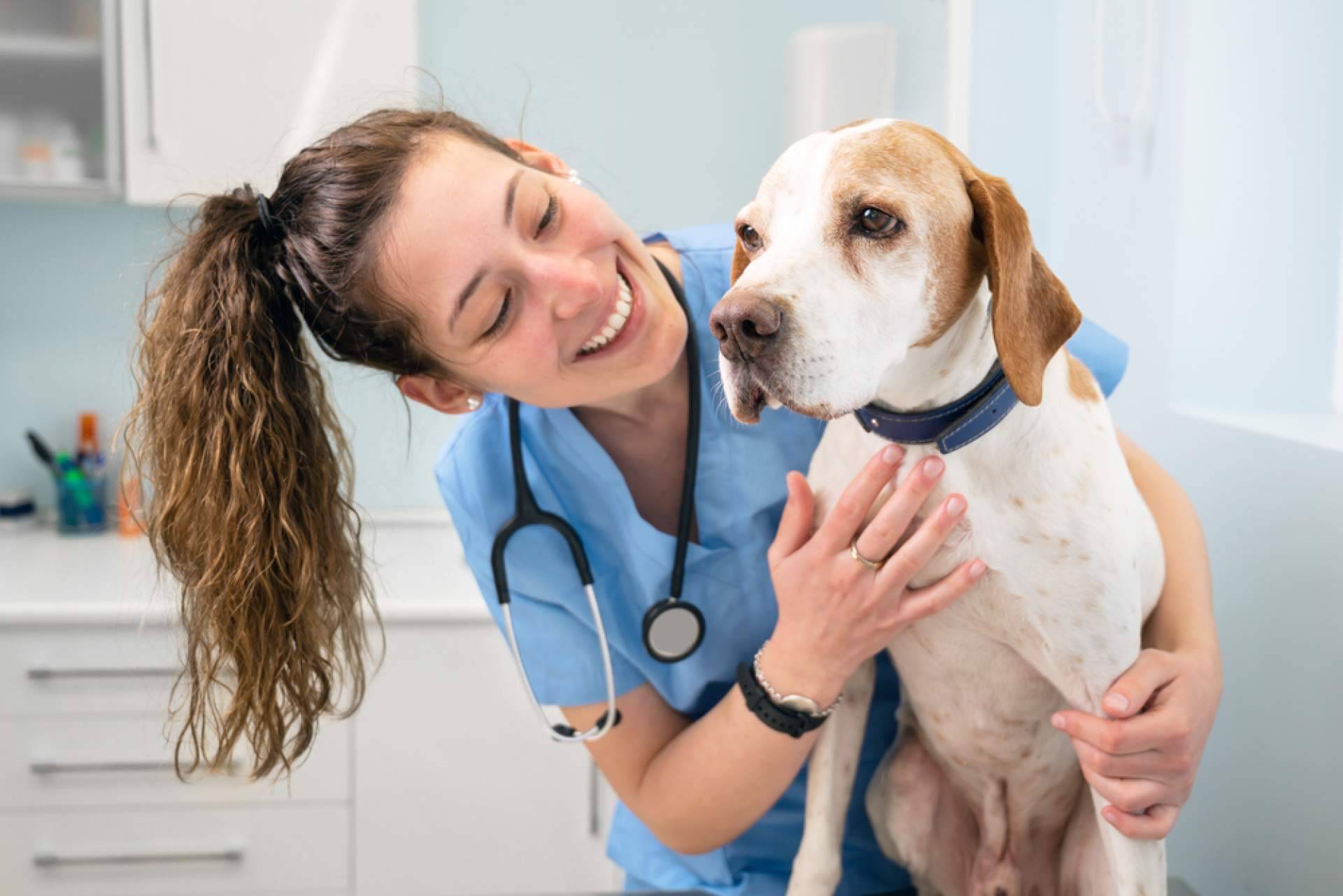 VetFormación ofrece cursos de Auxiliar Veterinario