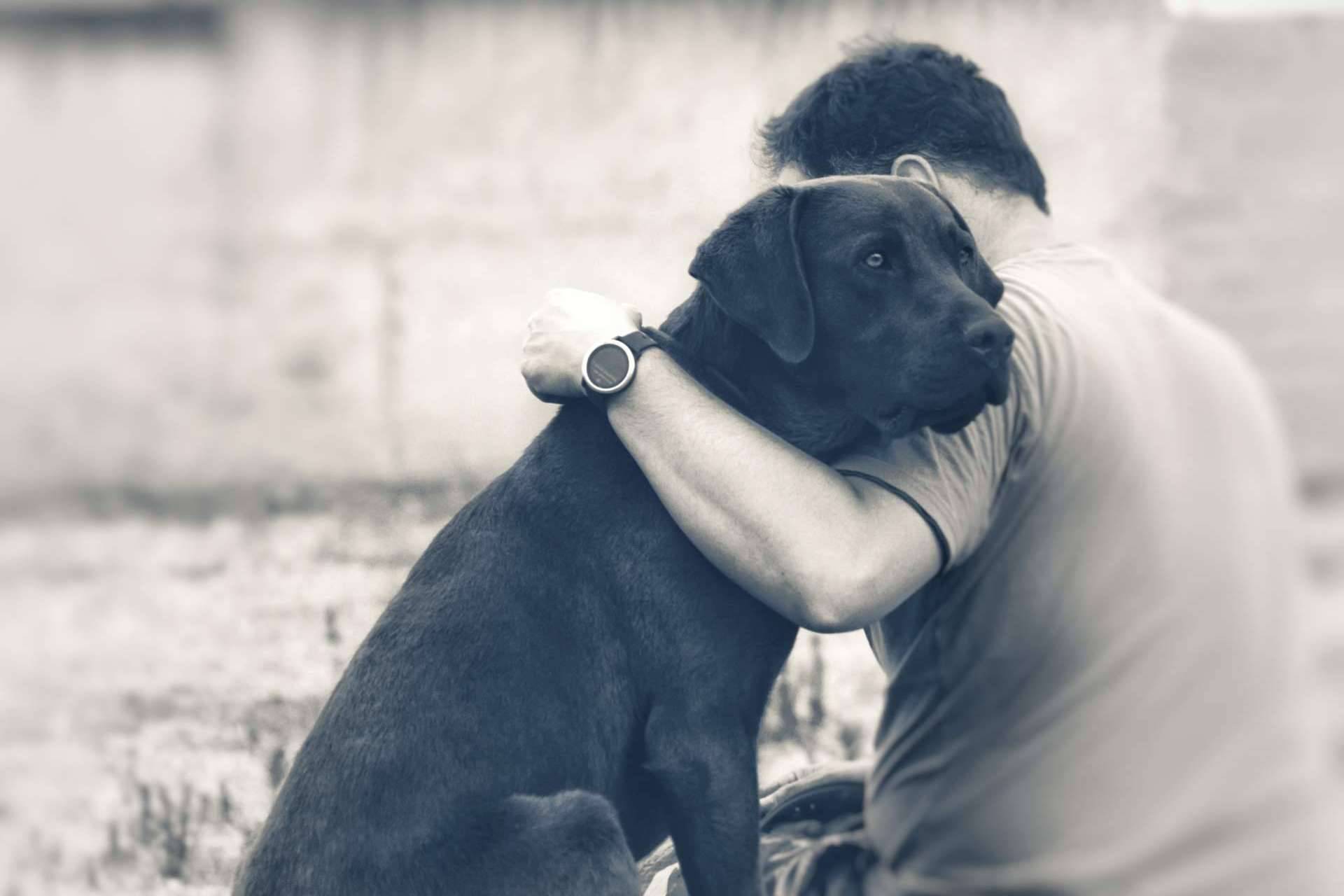 Perros de apoyo emocional para prevenir el suicidio