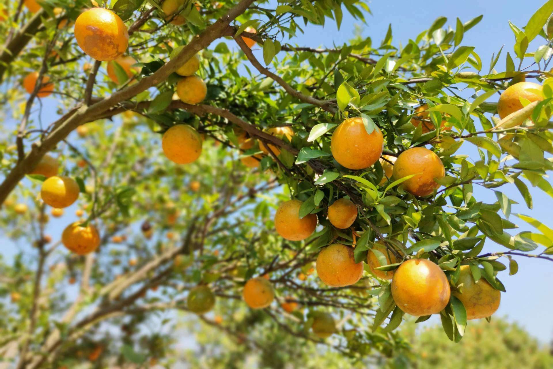 En qué consiste el etiquetado Nutri-Score, con Sabor a Naranja