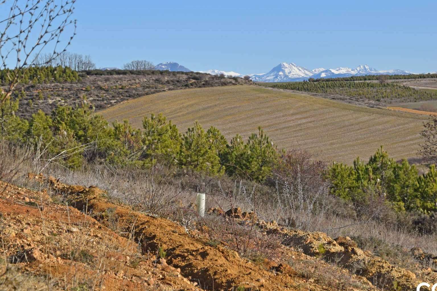La importancia de la creación de bosques para la absorción del CO2