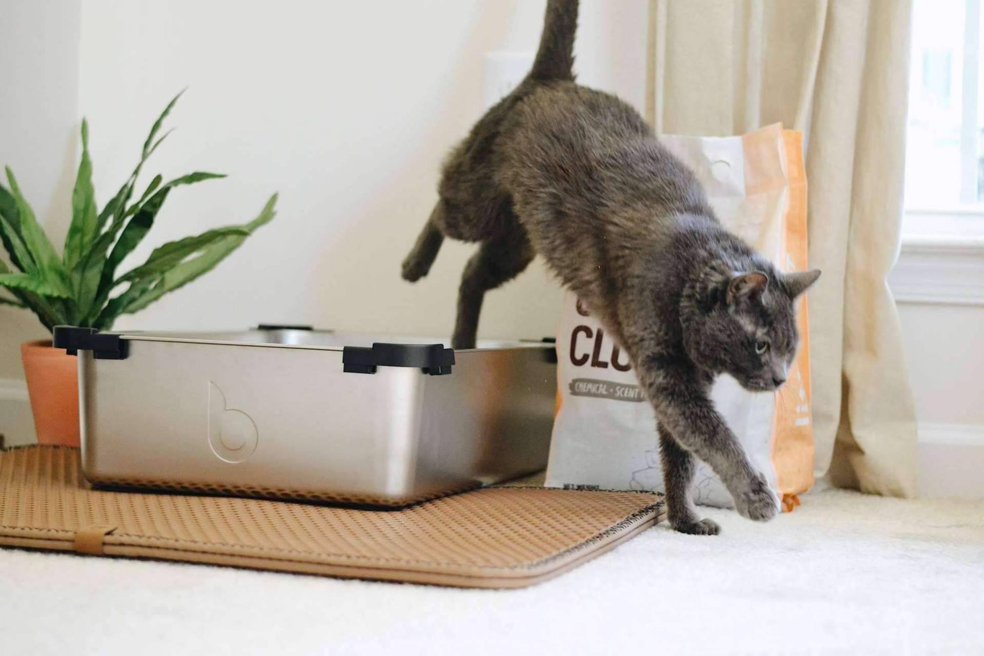 El blog especializado en gatos Miminino explica los diferentes tipos de arena para gatos