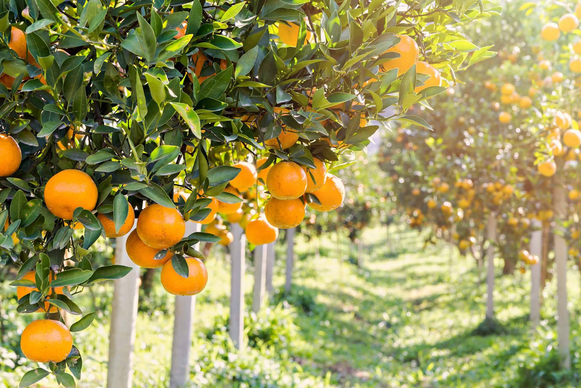 Innumerables recetas con naranja, de la mano de Sabor a Naranjas
