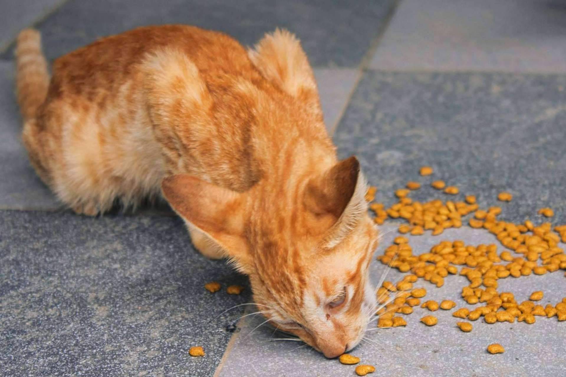 Miminino habla sobre los piensos para gatos que garantizan una vida saludable del animal