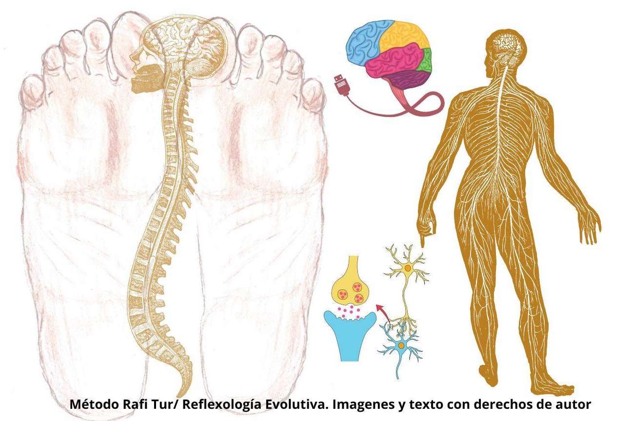 Reflexología podal evolutiva, ¿qué es y cuáles son sus beneficios?, por Rafi Tur