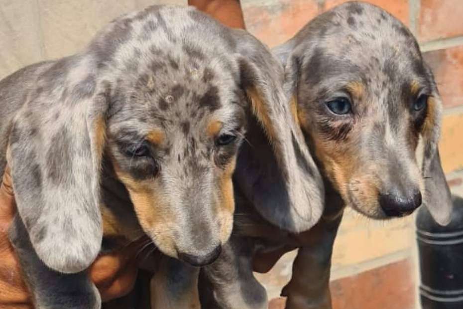 Tienda Cachorro, un espacio donde encontrar cachorros de raza