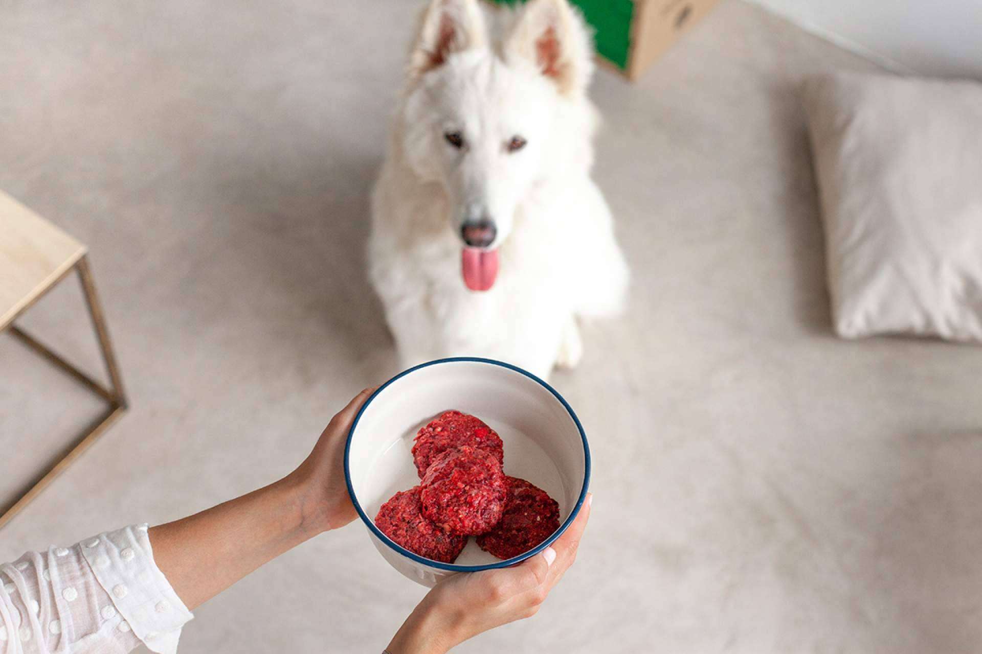 Mejorar el bienestar y la calidad de vida de las mascotas con Wild Balance