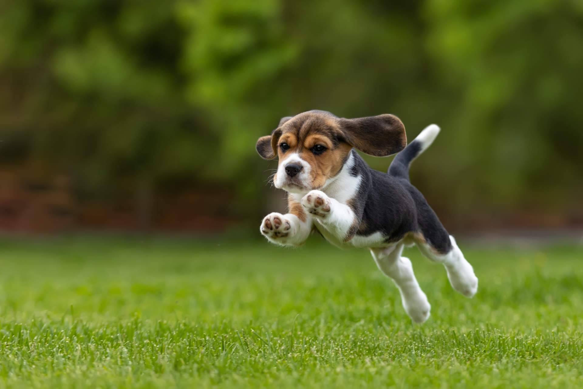La salud de los cachorros, un aspecto imprescindible en los criaderos responsables como Cachorros del Valle