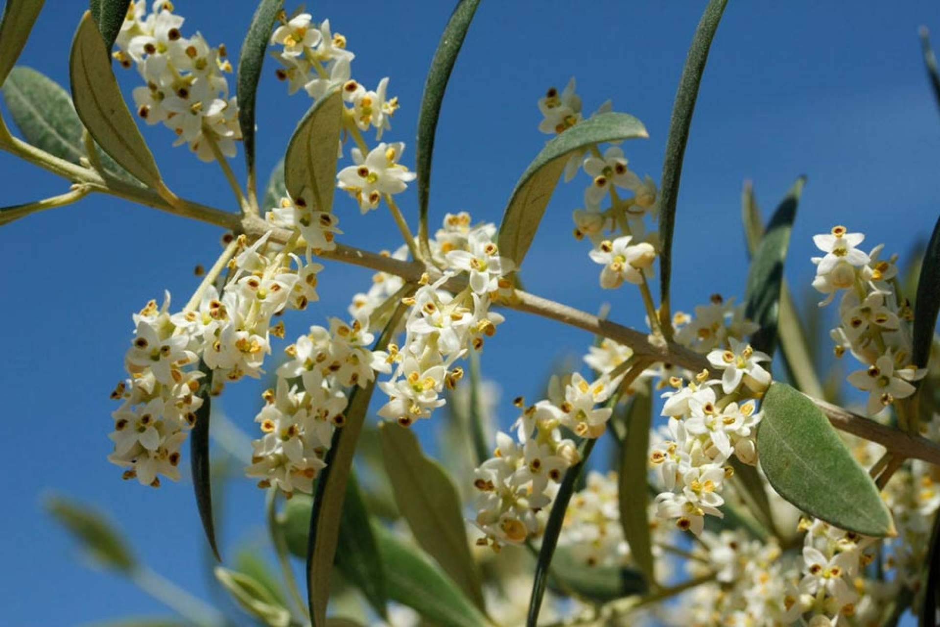 La floración del olivo