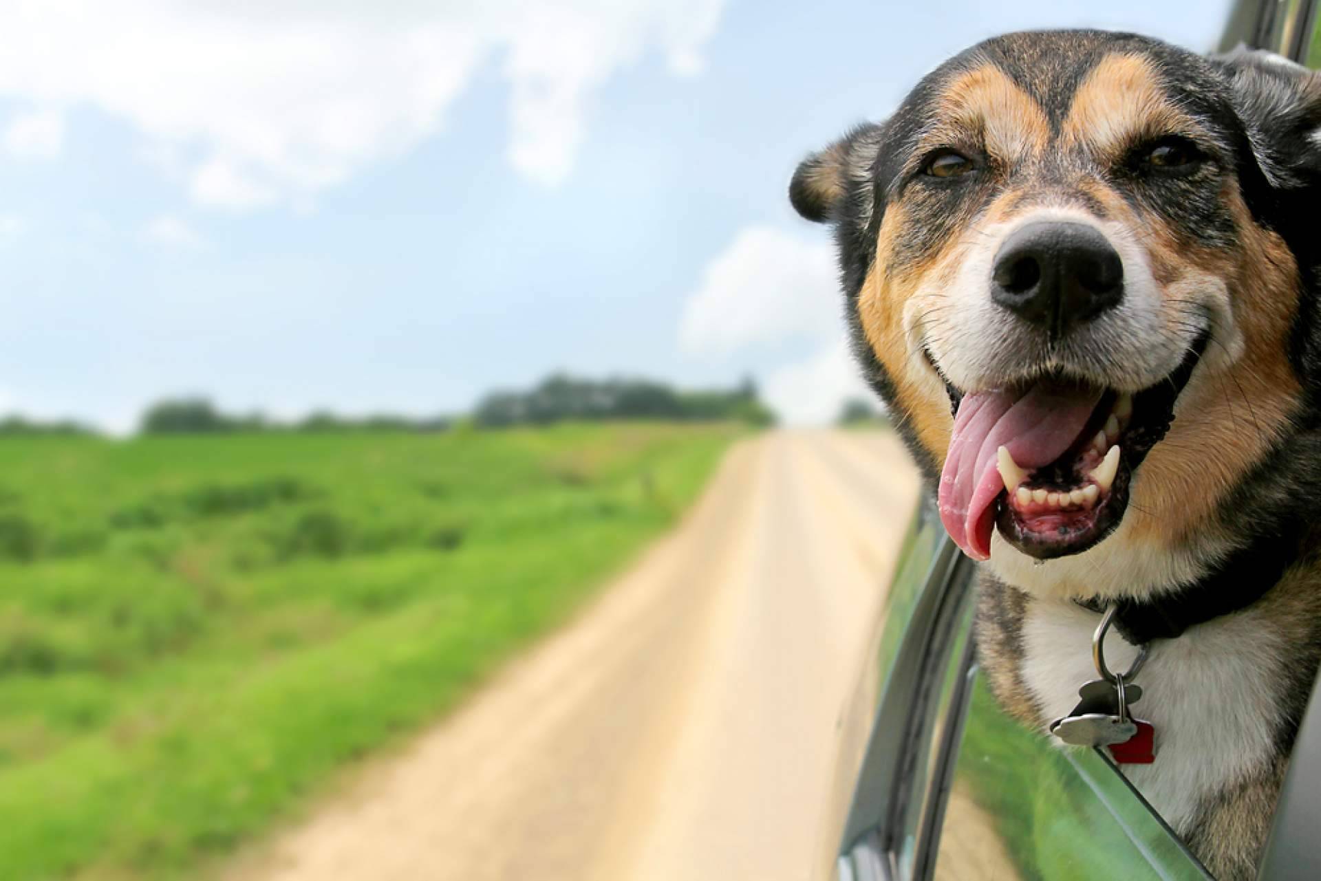 Vacaciones para perros con la guardería de día PERROBUENO en Madrid