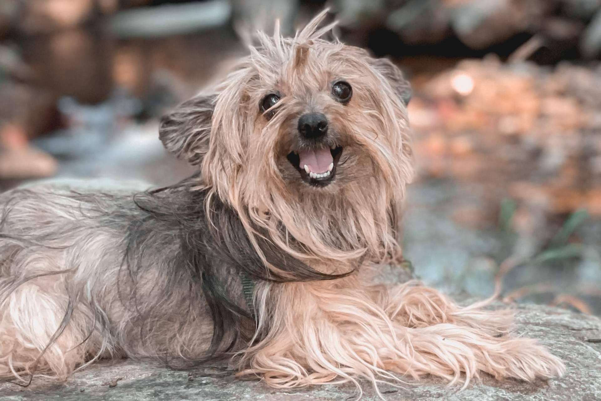 Todo lo necesario para educar a un cachorro, por Ulises y Argos