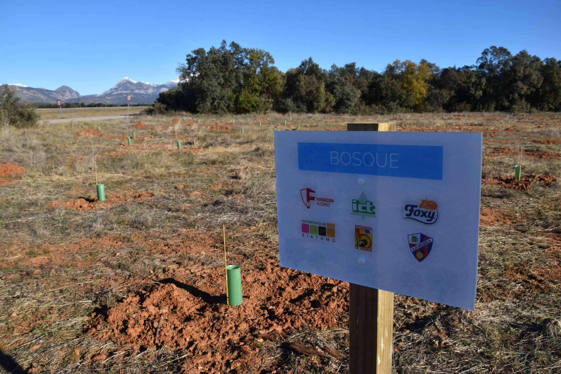 Las ventajas de los planes de RSC medioambientales, la plantación de árboles y apadrinamiento de bosques