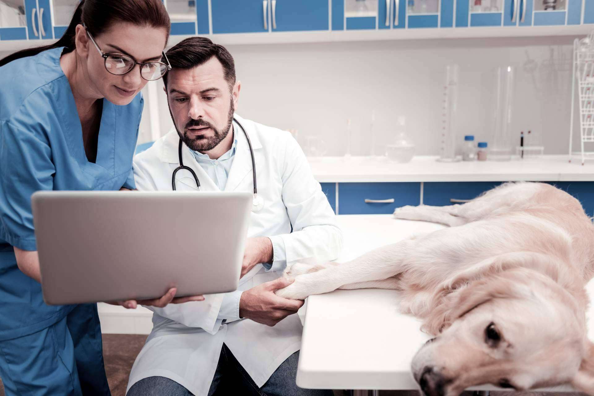 Llega al mundo veterinario la eSalud