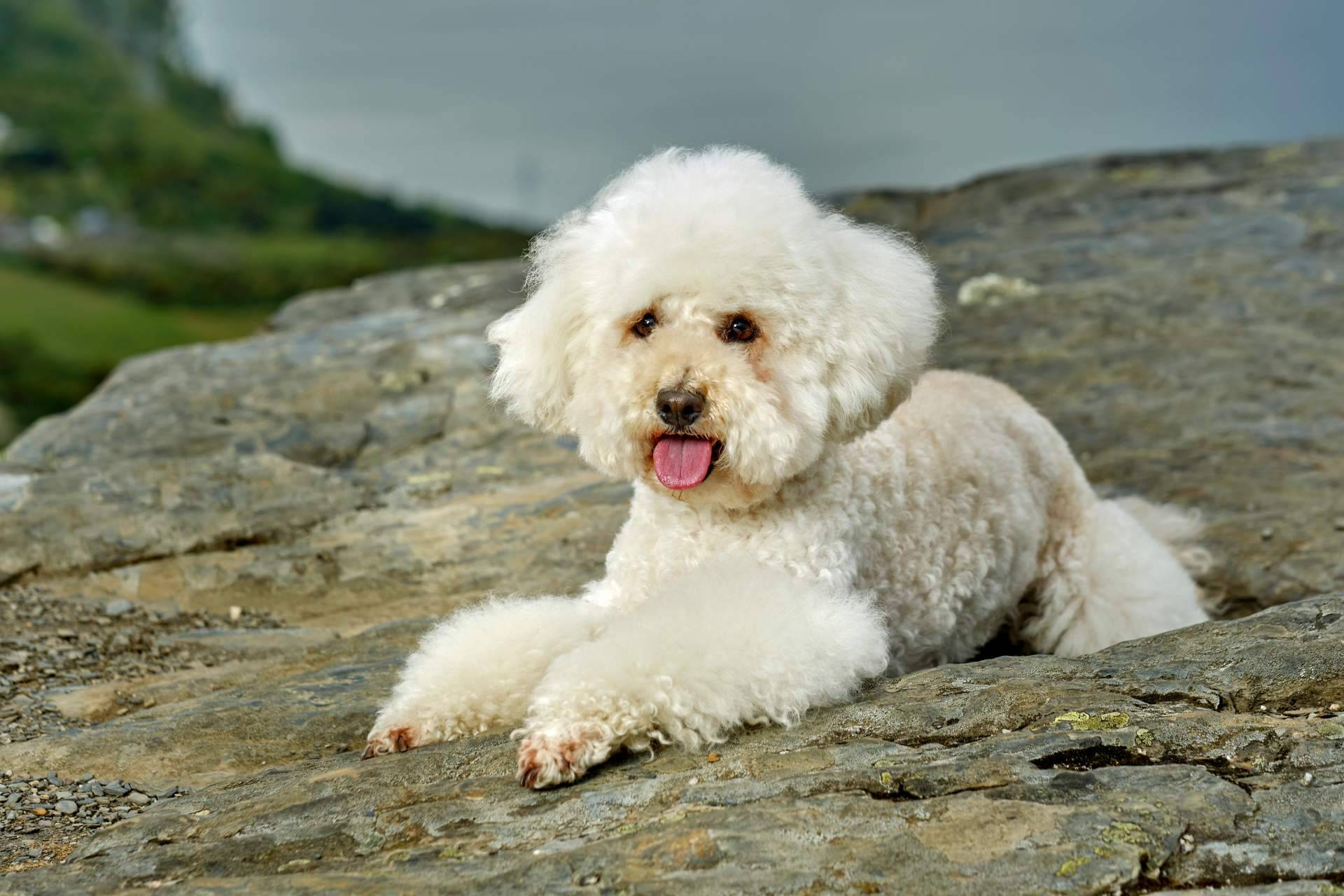 Todo lo que se debe saber acerca de los perros caniches, por DeCaniches.com