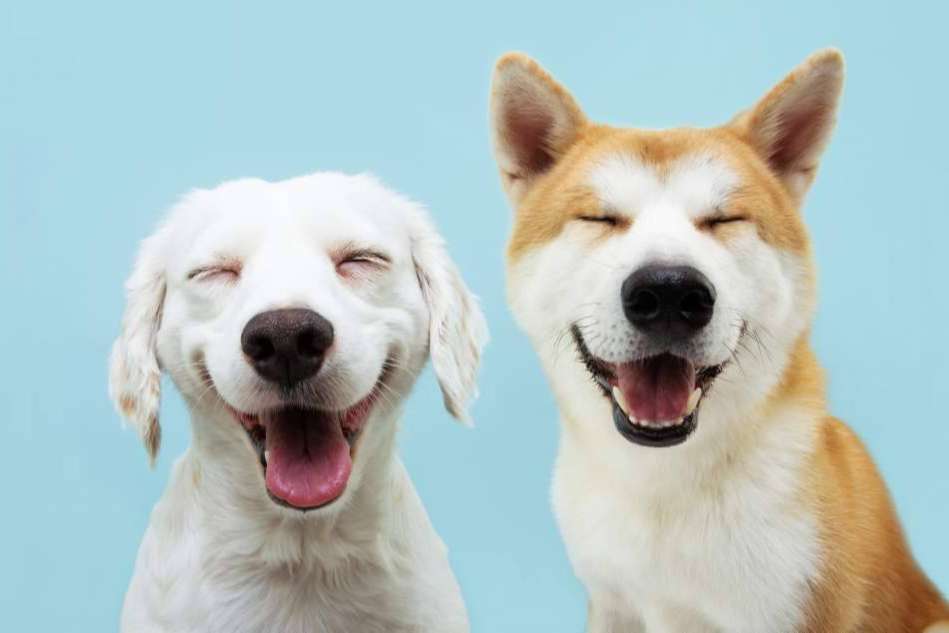 La importancia de la higiene de mascotas, por Pelitos Peluquería Canina