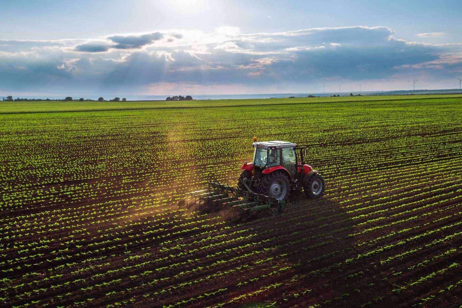 SAECO, suministros ecológicos y asesoramiento agrícola para cuidar y potenciar los cultivos